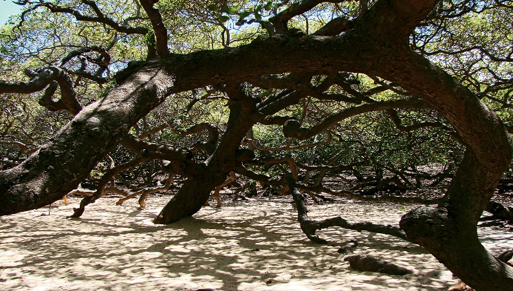 As belezas do Rio Grande do Norte – O maior cajueiro do mundo. Crédito: Embratur