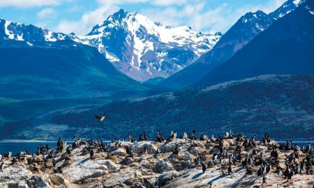 Ilha dos Pássaros – Ushuaia