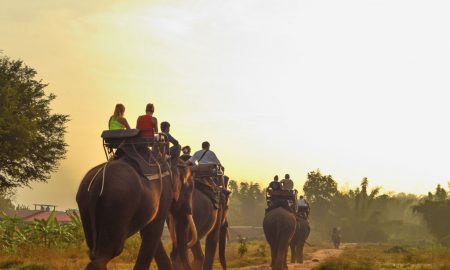 Tripadvisor anuncia compromisso para melhorar a vida selvagem no turismo e fim da venda de ingressos