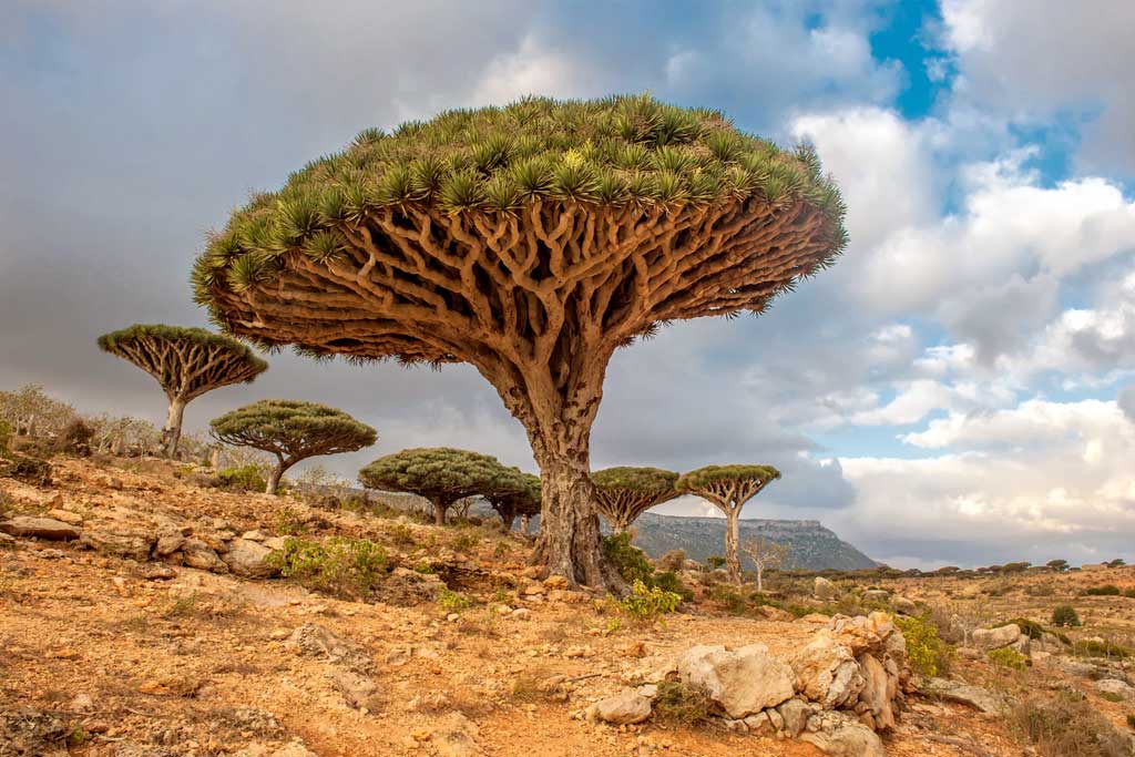 Árvores De Dragão – Ilha De Socotra, Iémen