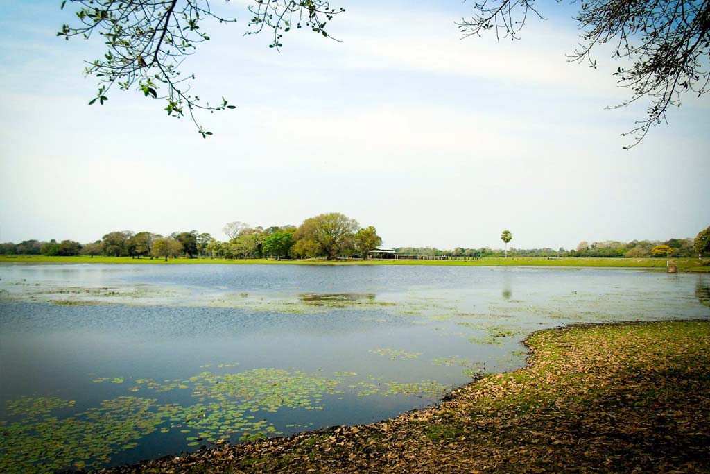 Pantanal – Brasil por Sindi Wink Pantanal – Brasil por Sindi Wink