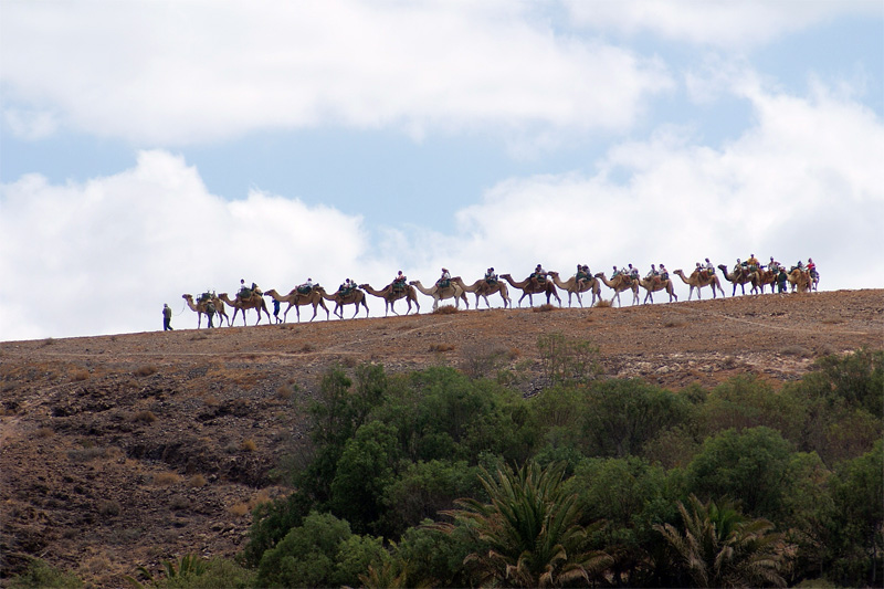 A lomos de camello — Fuerteventura por Rafael Alamillo Gutierrez
