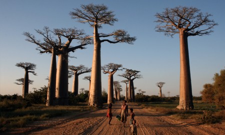 Avenida de Baobabs – Madagascar