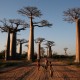 Avenida de Baobabs – Madagascar