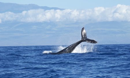 Roteiro de Ecoturismo – Observação de baleias francas em Santa Catarina