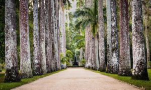 Jardim Botânico – Rio de Janeiro