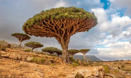 Árvores De Dragão – Ilha De Socotra, Iémen